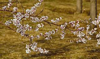 春天最早来到哪里仿写 仿写找春天4至8自然段